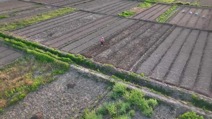 航拍女性农民用钉耙在田间锄地刨地跳舞