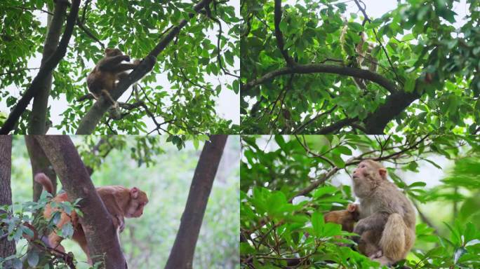 猴子猕猴森林野生动物