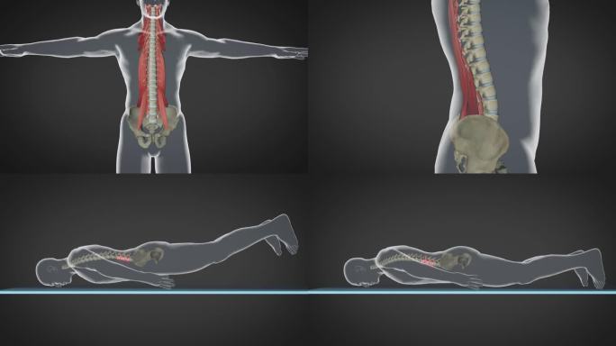 腰椎间盘突出矫正治疗三维3D模型演示