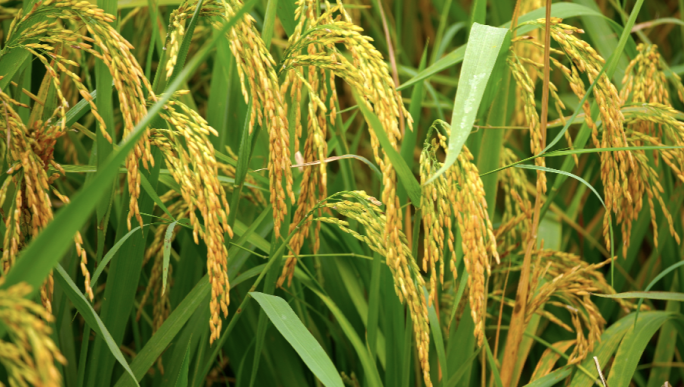 农田丰收水稻大米粮食稻谷稻田农产品