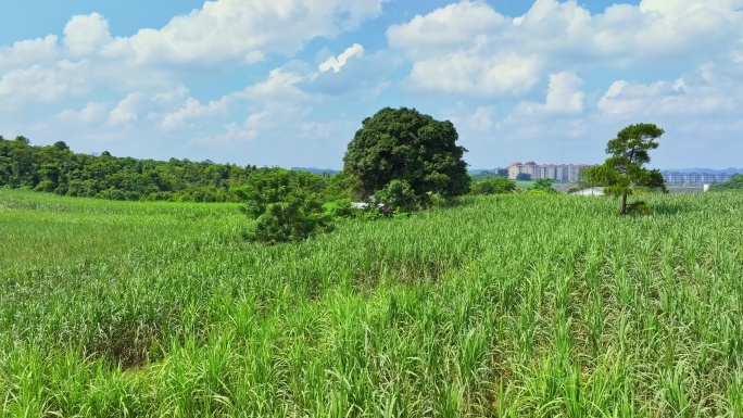 航拍广西甘蔗种植区甘蔗林地