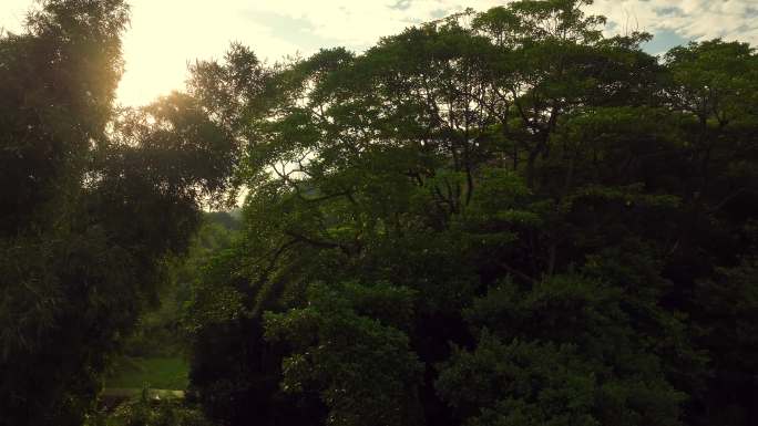 航拍粤西乡村气息荒山原始树林早晨阳光