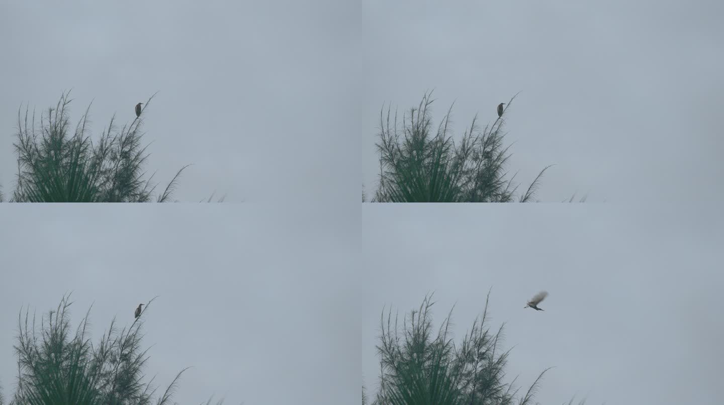 树梢鸟飞-高速摄影