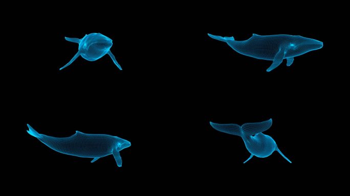 蓝色线框全息鲸鱼动画素材带通道