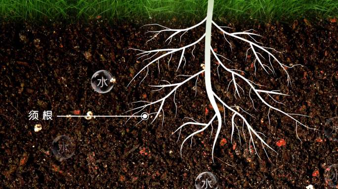 植物根系  根部营养吸收