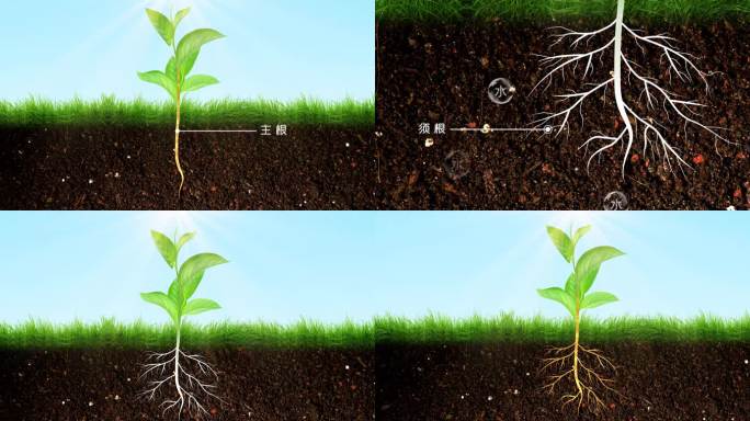 植物根系  根部营养吸收