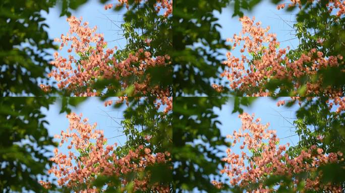 秋天的栾树花果实实拍4k空镜