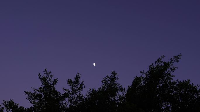 夜晚月亮树林弯月树叶晚上森林夜空天空黑夜