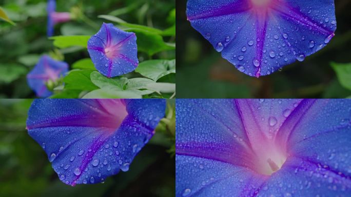 4k寒露唯美微距蓝色牵牛花露珠雨滴空镜头