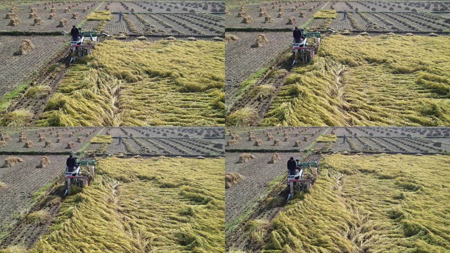 收割机收割水稻航拍