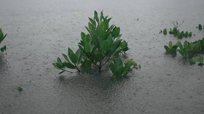 雨中红树