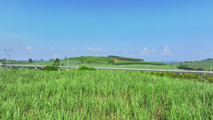 航拍广西甘蔗种植区甘蔗林地