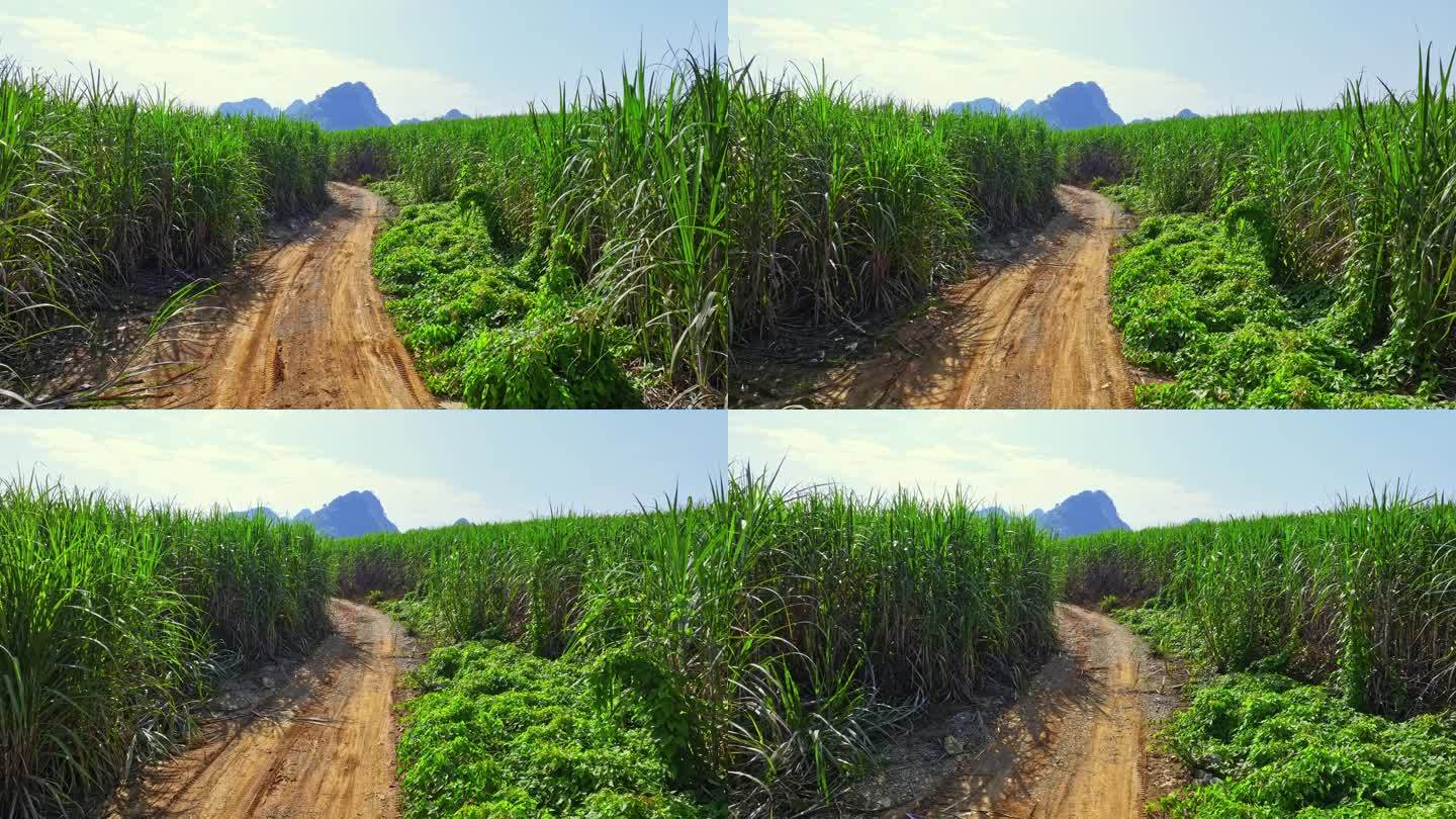 航拍广西甘蔗种植区甘蔗林地