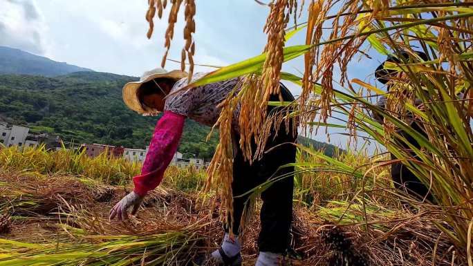 Y003农村收割水稻现场4K 丰收节