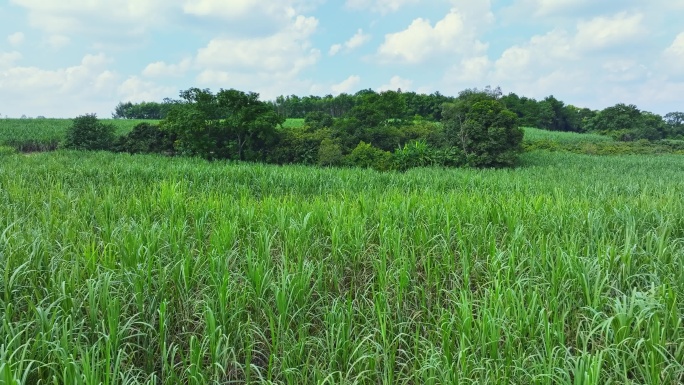 航拍广西甘蔗种植区甘蔗林地