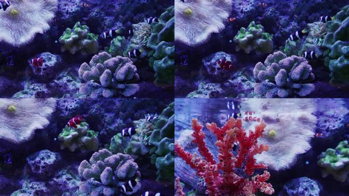 小丑鱼珊瑚
