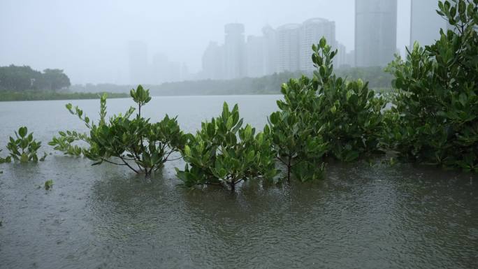 城市雨景