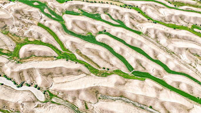西北沙漠麦田戈壁绿洲创新生态农业