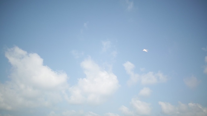 天空 海鸟