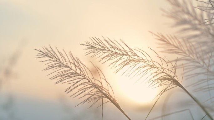 治愈唯美的芦苇空镜素材