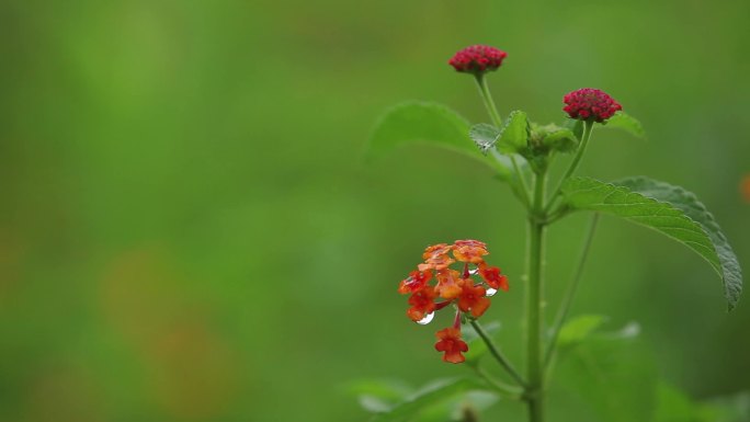 唯美路边野花  雨滴 阳光花草