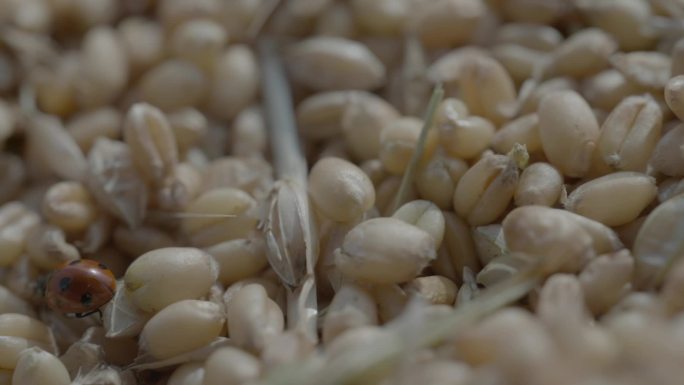 小麦 麦田 小麦粒