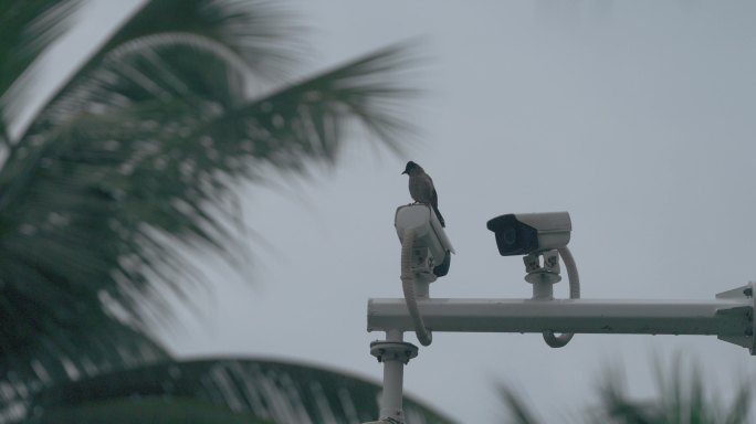 监控器鸟飞-高速摄影
