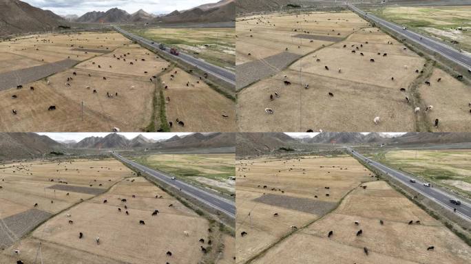 西藏高原国道车辆和牛群航拍高清画面