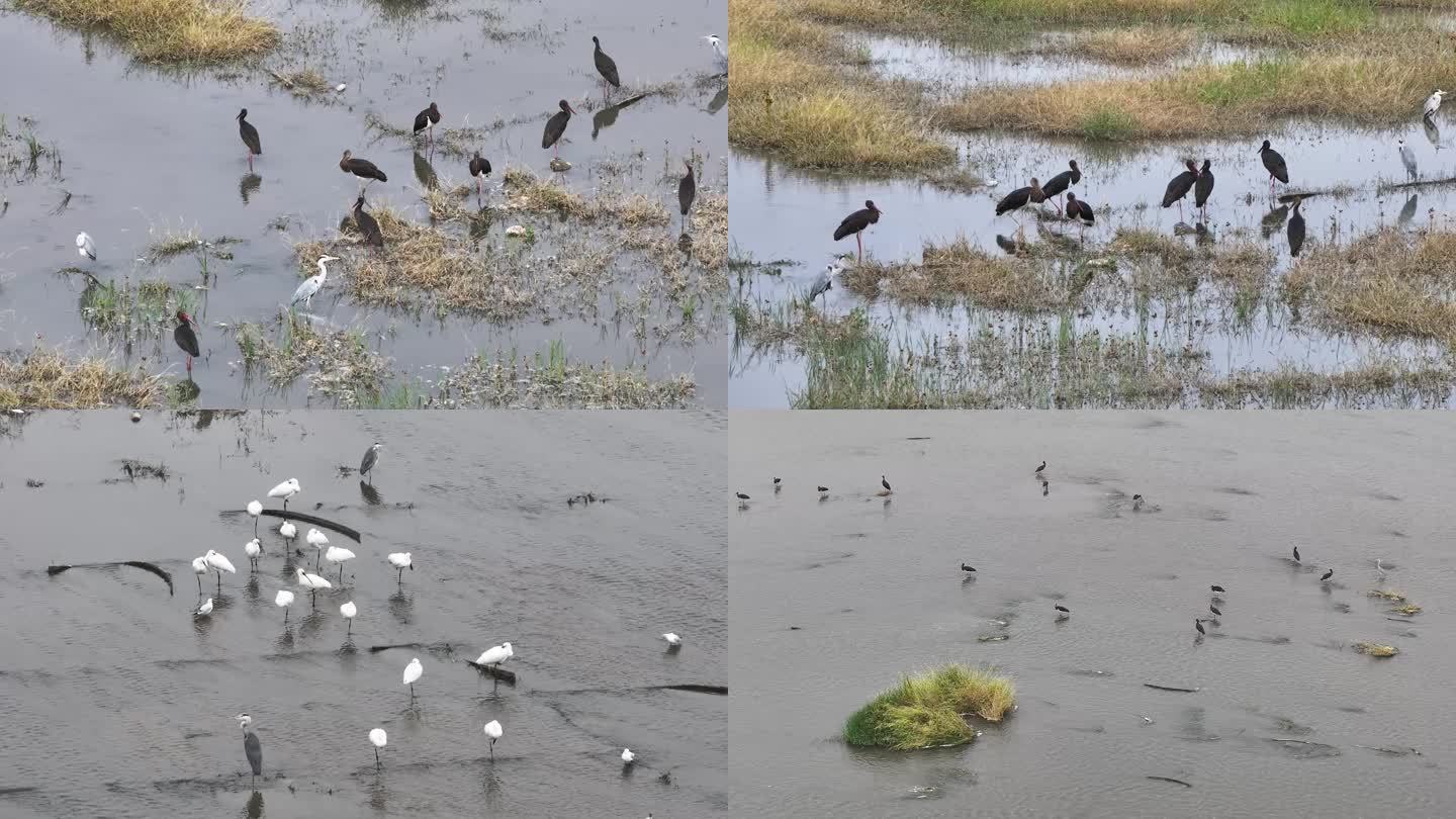 实景拍摄 洋河湿地栖息的候鸟
