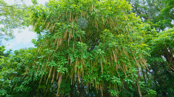 玉蕊 红花玉蕊 水茄苳