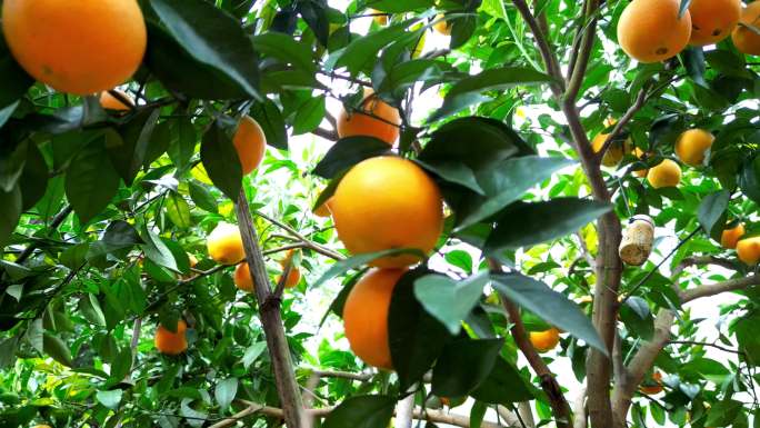 赣南脐橙  橙子树鲜果