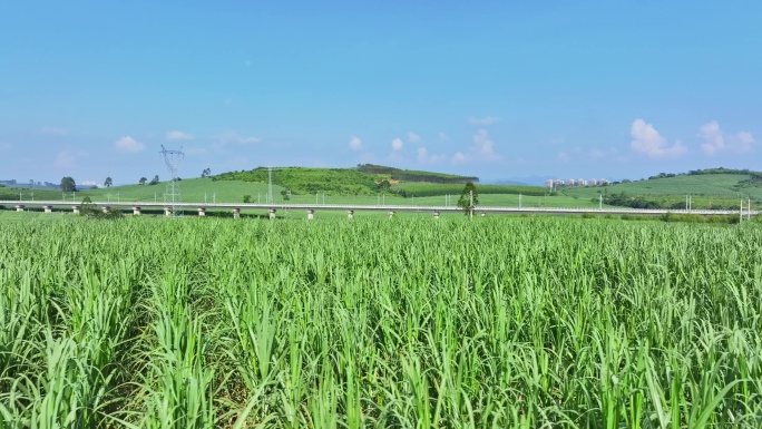 航拍广西甘蔗种植区甘蔗林地