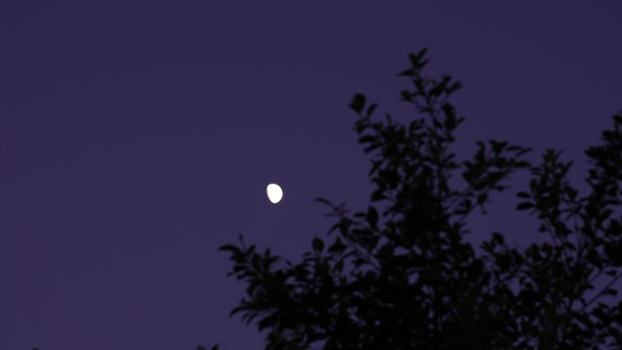 夜晚月亮树林弯月树叶晚上森林夜空天空黑夜
