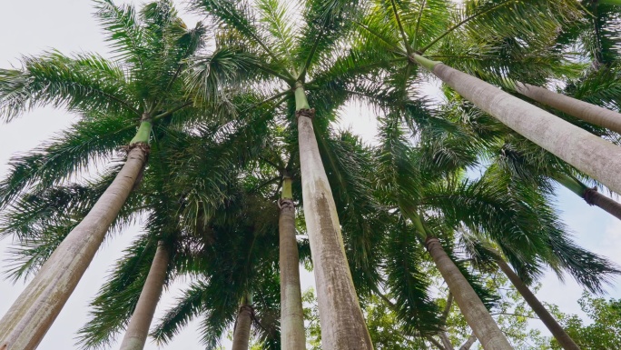 热带雨林棕榈树大王椰子树