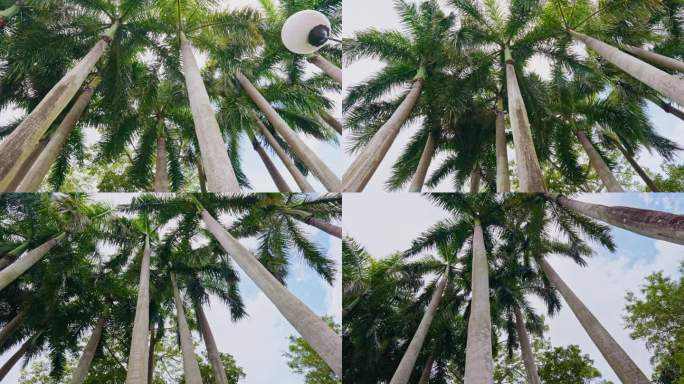 热带雨林棕榈树大王椰子树
