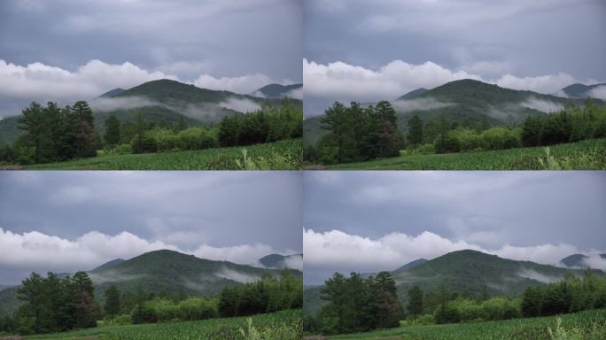 雨后林区