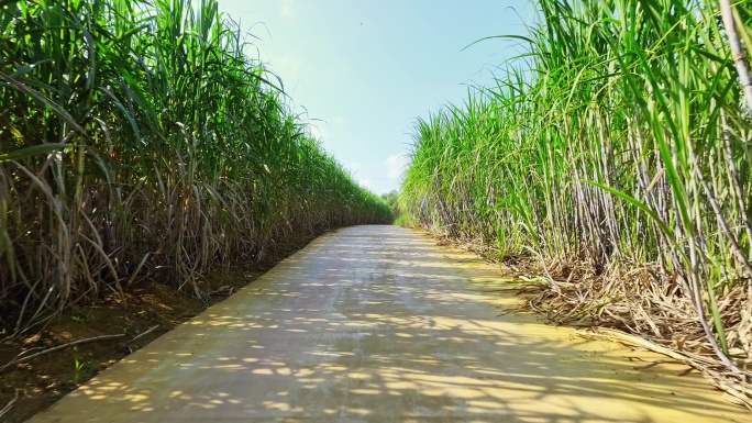 航拍广西甘蔗种植区甘蔗林地