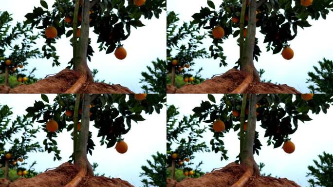 赣南脐橙  橙子树