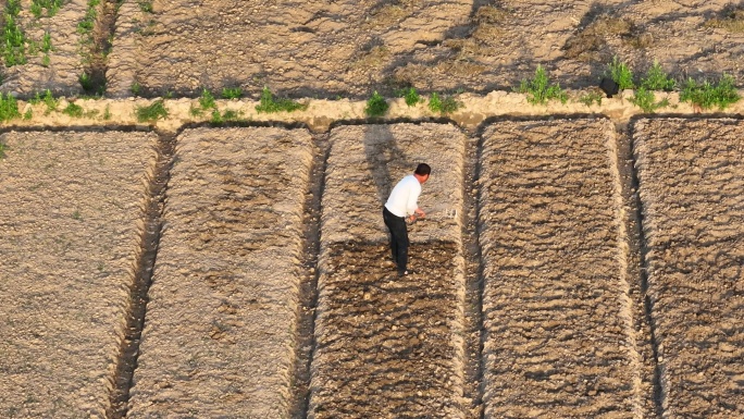 航拍男性农民用钉耙在田间锄地刨地