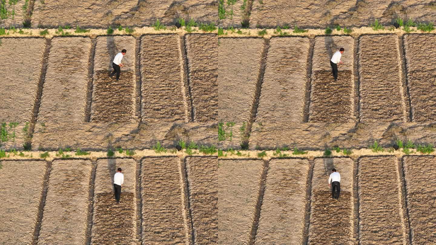 航拍男性农民用钉耙在田间锄地刨地