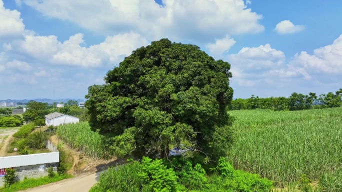 航拍广西甘蔗种植区甘蔗林龙眼树