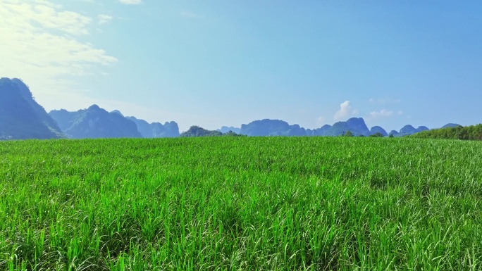 航拍广西甘蔗种植区甘蔗林地