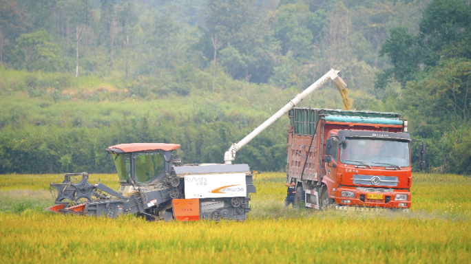 机械化收割机 丰收割水稻 秋季农民丰收