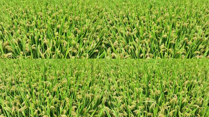 秋天田野稻田金黄水稻稻穗丰收实拍原素材