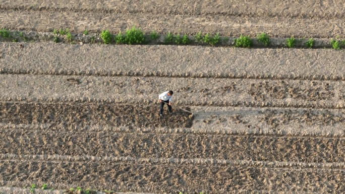 航拍男性农民用钉耙在田间锄地刨地