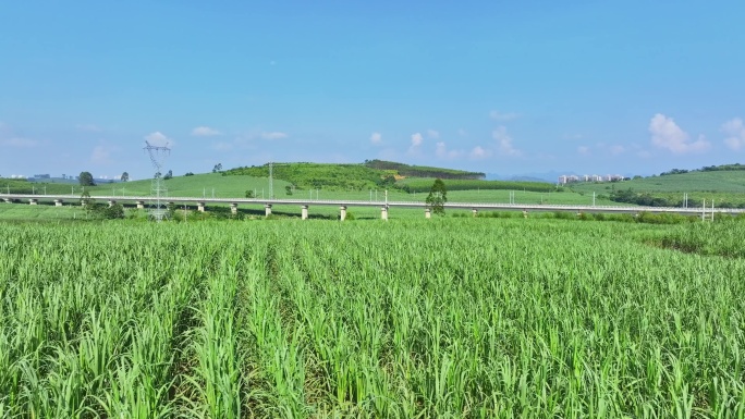 航拍广西甘蔗种植区甘蔗林地