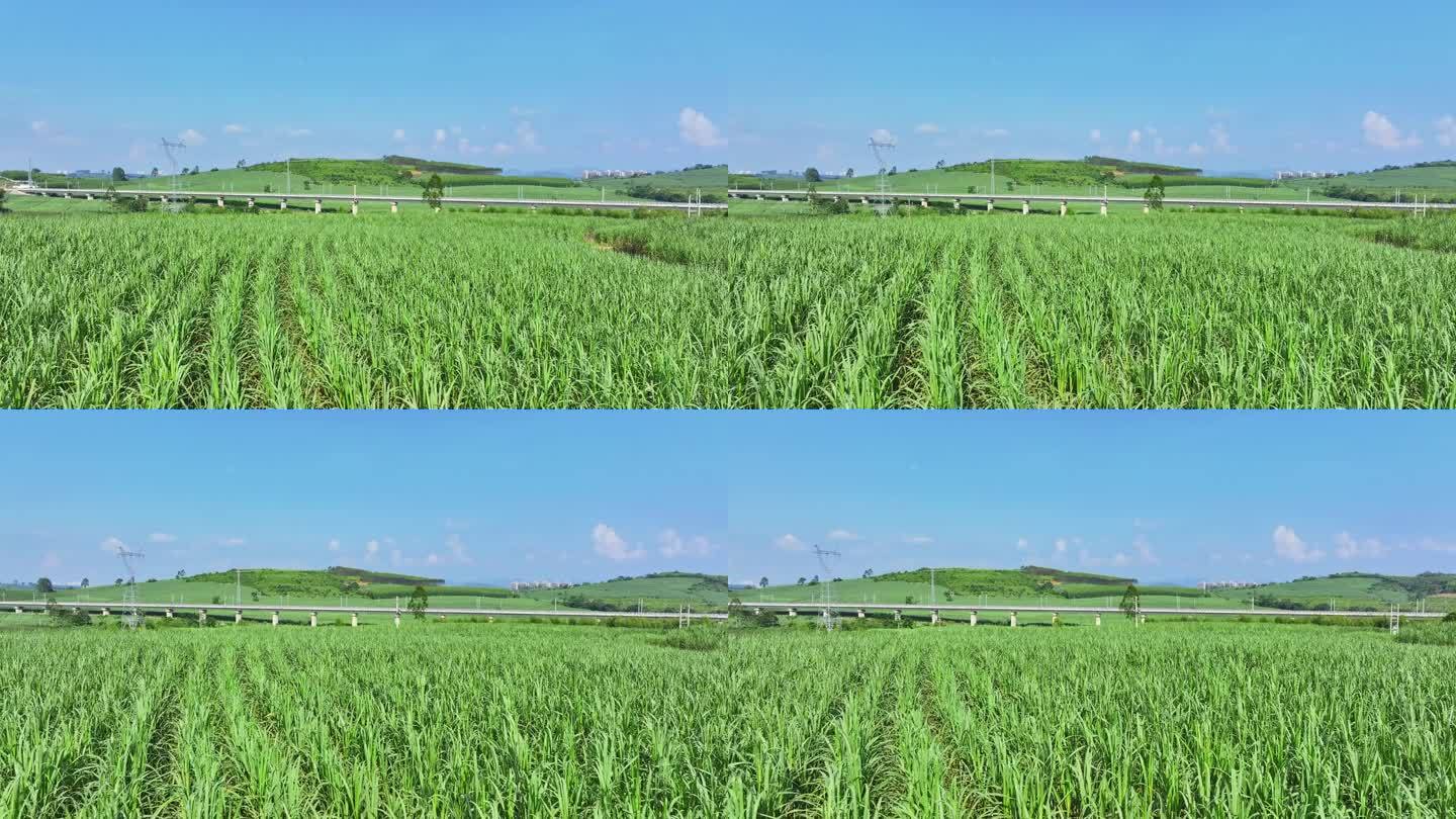 航拍广西甘蔗种植区甘蔗林地