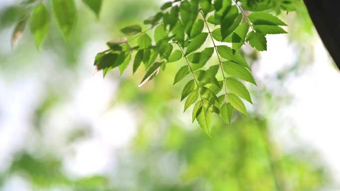 城市街道的植物空镜