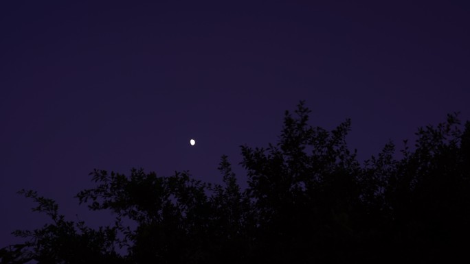 夜晚月亮树林弯月树叶晚上森林夜空天空黑夜