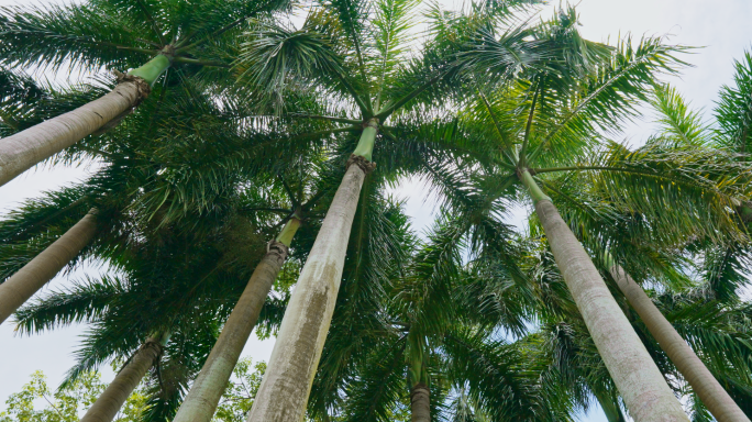 仰拍棕榈树林椰子树热带雨林